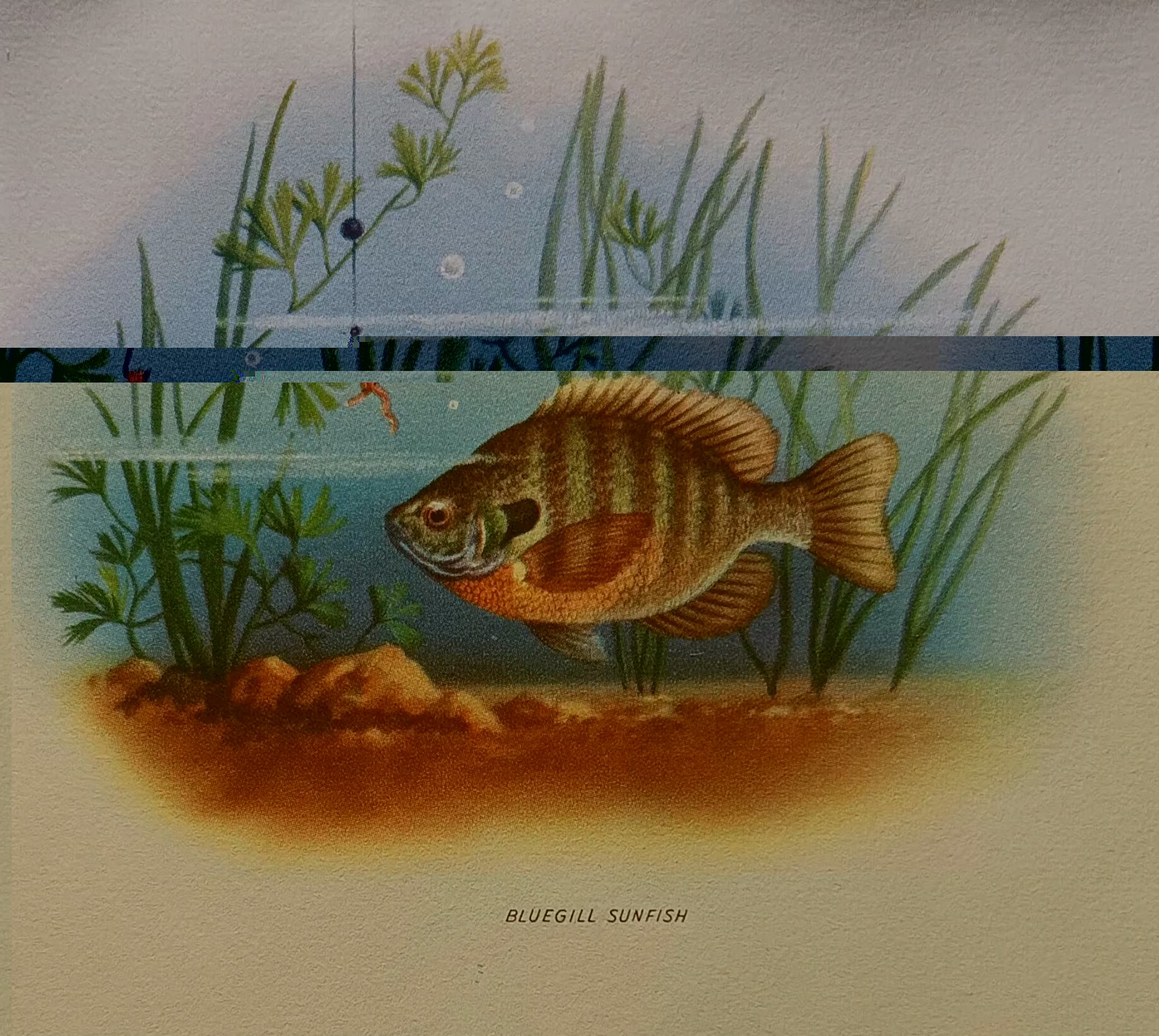 NOS Vintage nature Stationery Set 1960s w/ envelopes dogs fish birds deer skunk