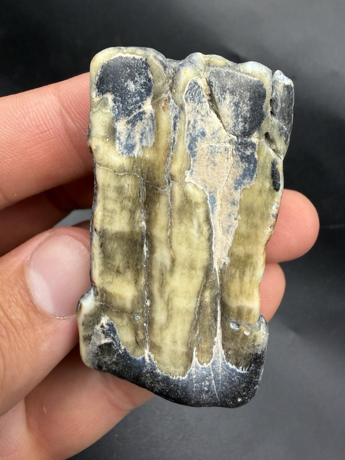 PARTIAL ICE AGE MAMMAL TOOTH FOSSIL BEAUTIFUL BLUE ENAMEL RIVER ROLLED PARTIAL ICE AGE MAMMAL TOOTH FOSSIL BEAUTIFUL BLUE ENAMEL RIVER ROLLED