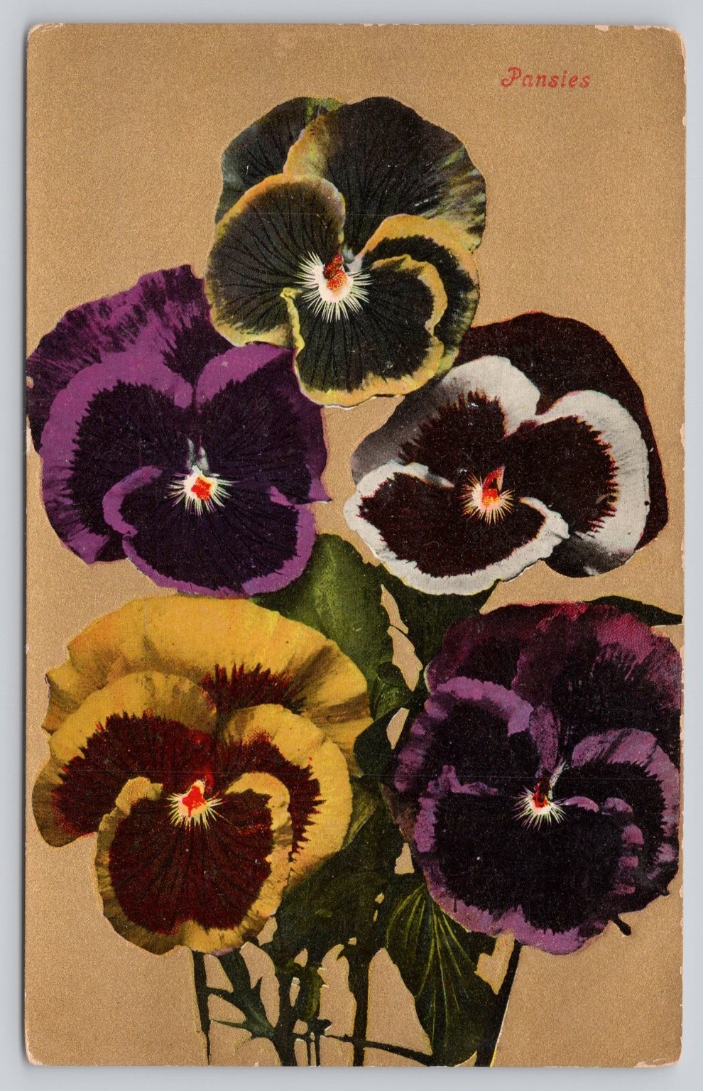 Vintage Pansies Floral Postcard Printed in Great Britain Early 1900s Litho Vintage Pansies Floral Postcard Printed in Great Britain Early 1900s Litho