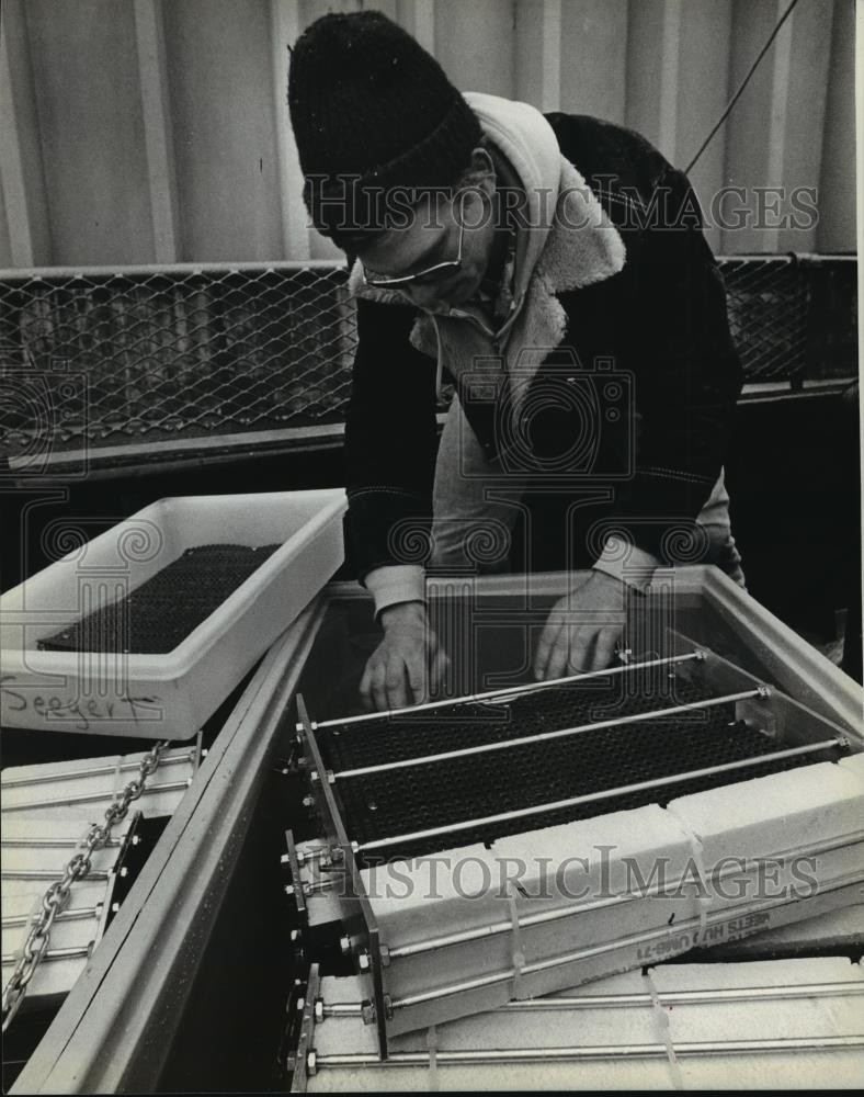 1980 Press Photo Vince Tripi Placing Trout Eggs in Holders - mja54106 1980 Press Photo Vince Tripi Placing Trout Eggs in Holders - mja54106
