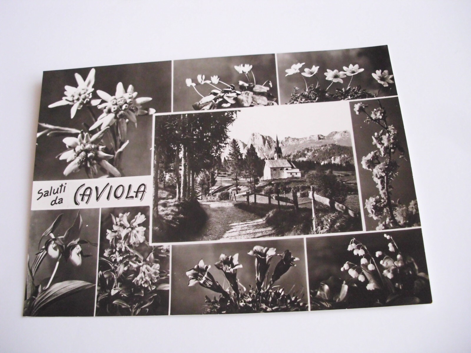 Belluno - Greetings from Caviola - Falcade - not shipped f. g. draft photog