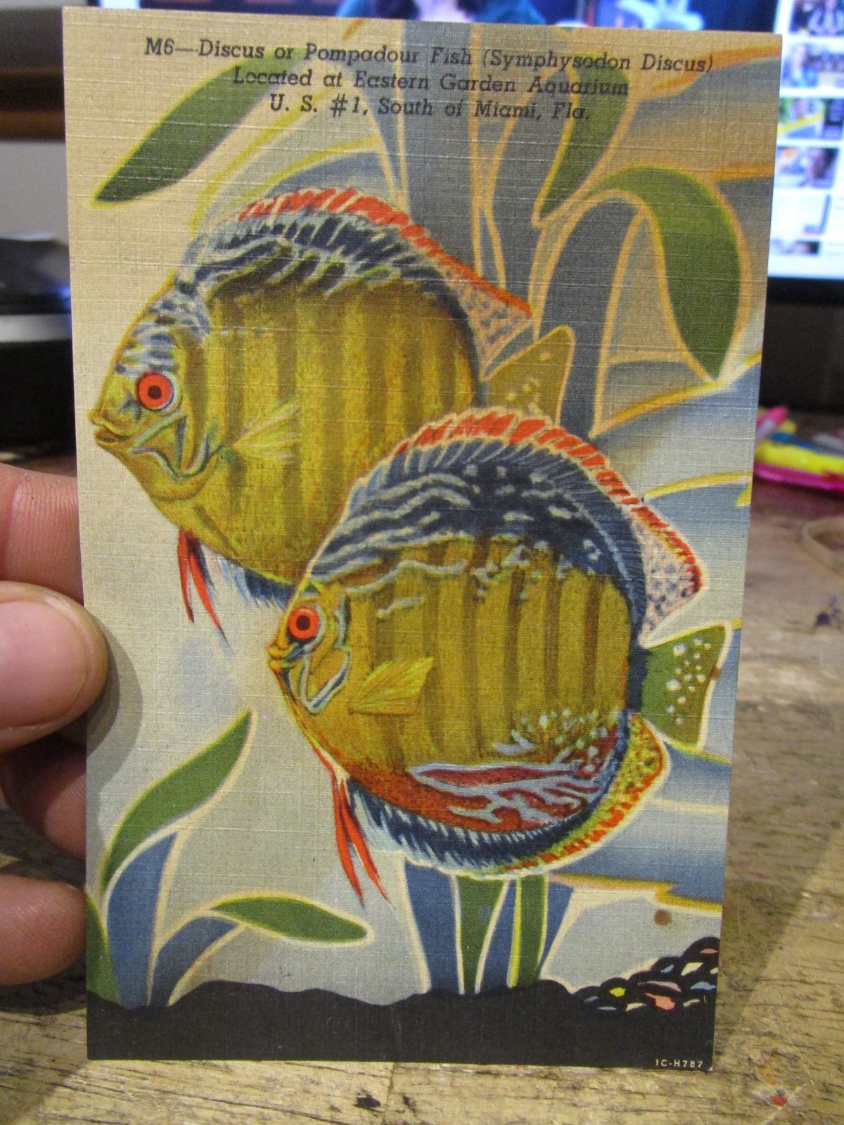 J26 Old Postcard FLORIDA Miami Discus Pompadour Fish Eastern Garden Aquarium US1 J26 Old Postcard FLORIDA Miami Discus Pompadour Fish Eastern Garden Aquarium US1