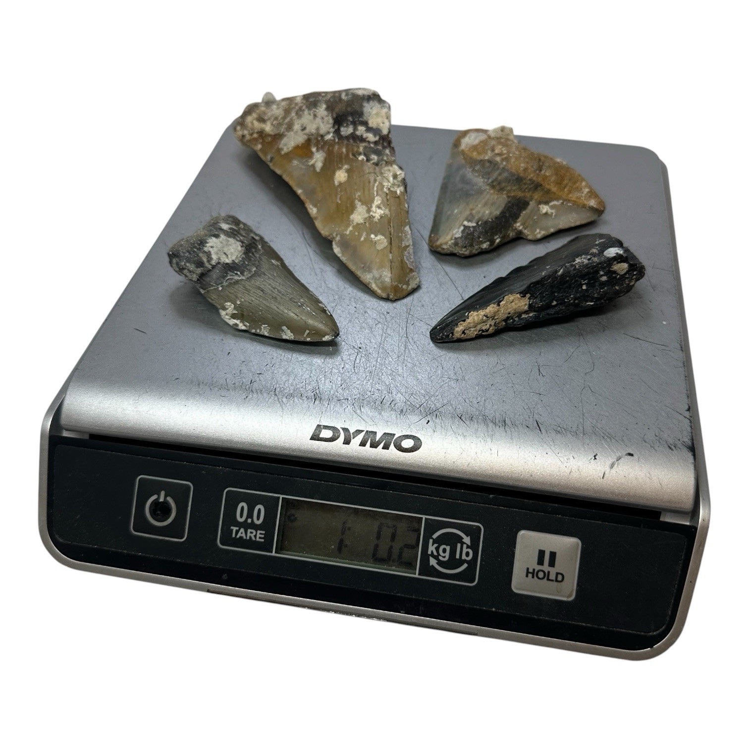 BULK MEGALODON TOOTH SHARDS AND FRAGMENTS 1/4, 1/2, And 3/4 Teeth By The Pound