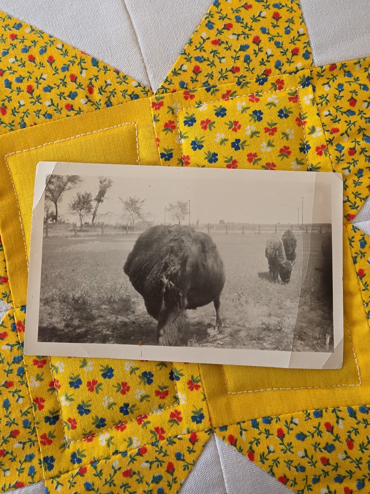VTG B&W Snapshot Photo 1940s Open Field Bison Buffalo Grazing VTG B&W Snapshot Photo 1940s Open Field Bison Buffalo Grazing