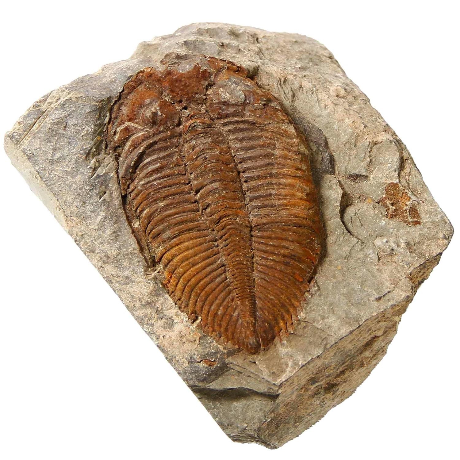 Trilobite Fossil Real Fossils Come from Western Hunan of China for Collections a