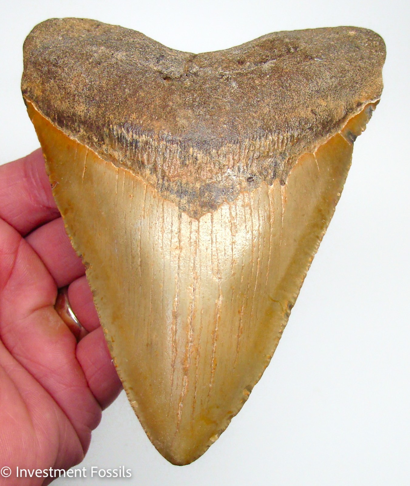 5.47” Megalodon Shark Tooth  XL ORANGE Real Fossil No Restorations Sharks Teeth