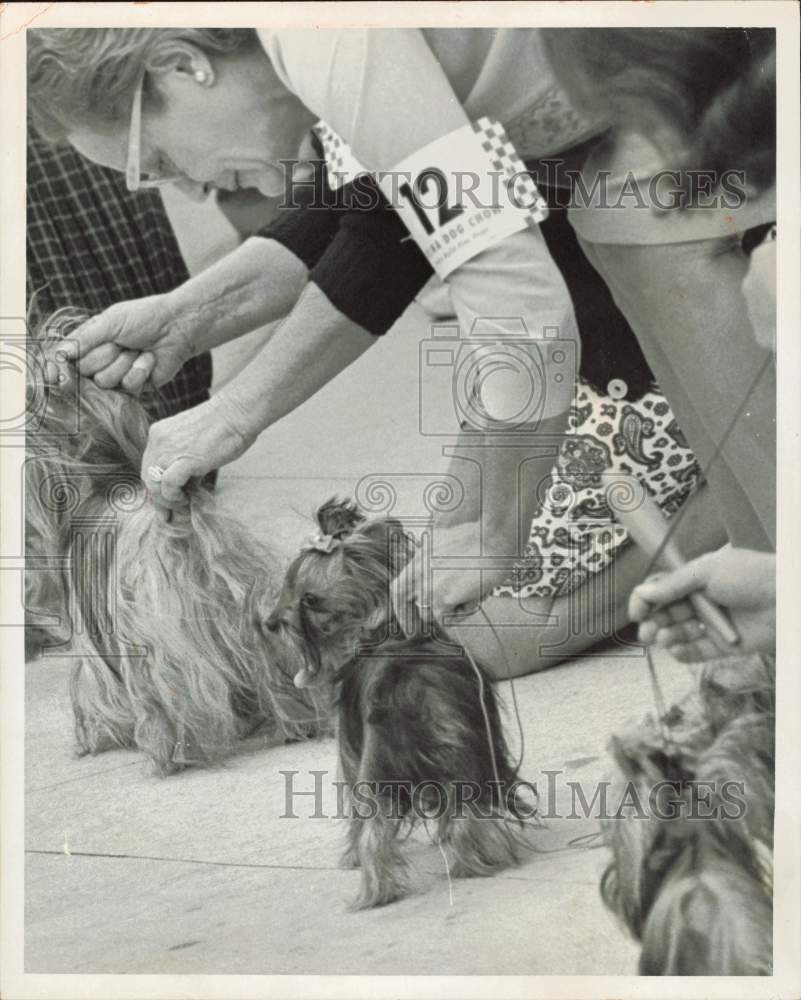 1966 Press Photo Yorkshire Terriers at Miami Dog Show - lrb04968
