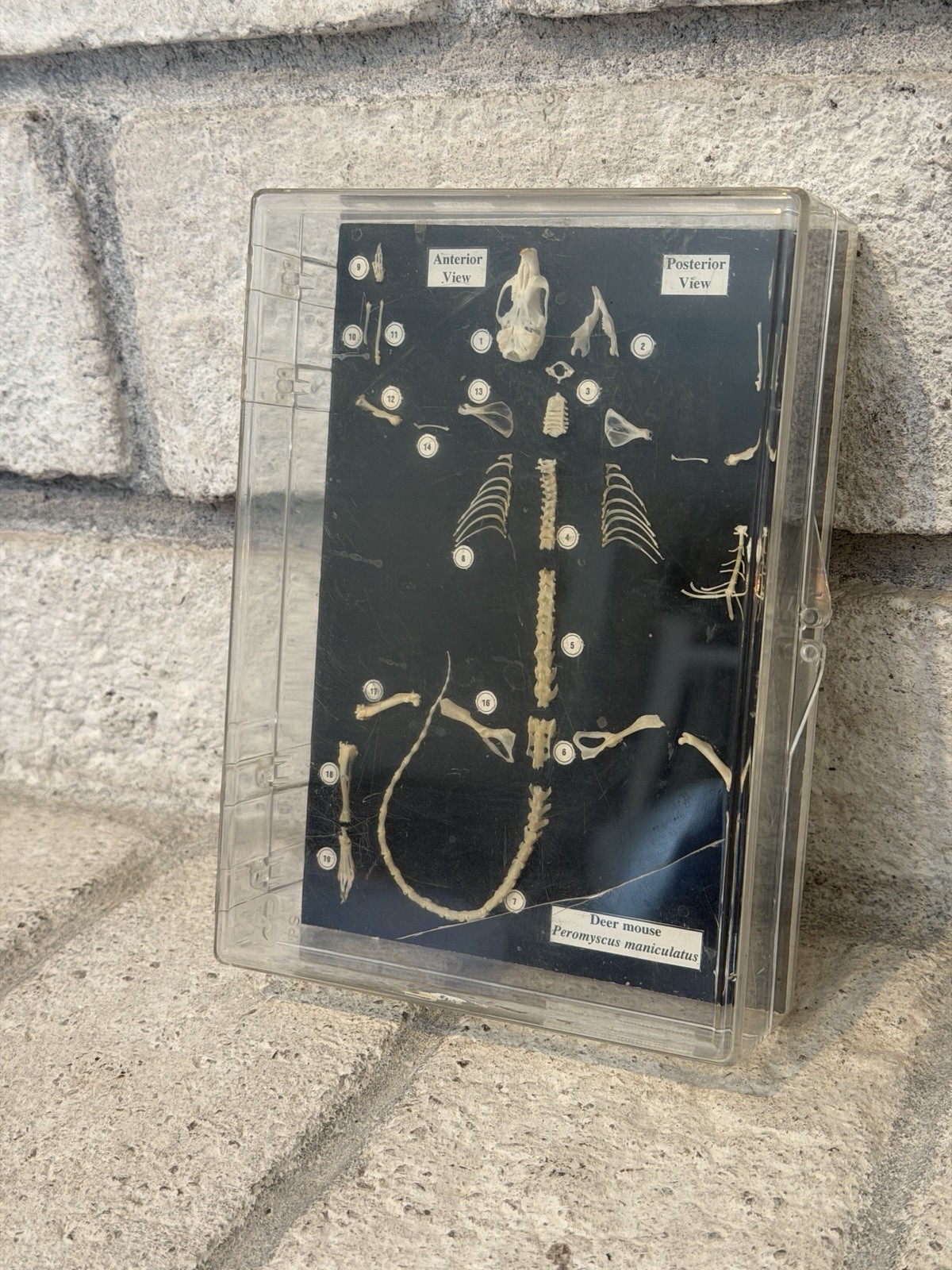 Very Rare Vintage Boreal Laboratories House Mouse Skeleton Taxidermy