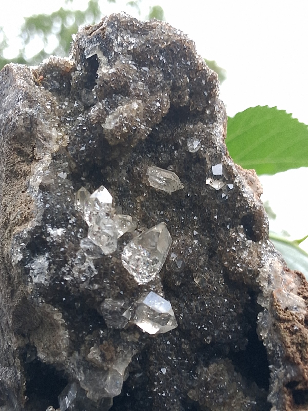 💯 Natural Herkimer 💎s Perchers On Rare Dark Druze \ 💯 Natural Herkimer 💎s Perchers On Rare Dark Druze \