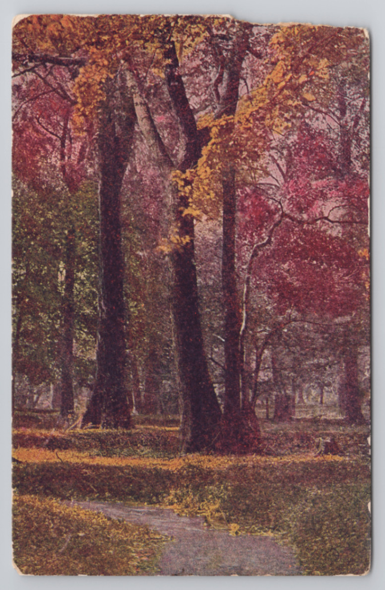 Postcard Antique Autumn Forest Path Fall Foliage Nature Woods Postcard Antique Autumn Forest Path Fall Foliage Nature Woods