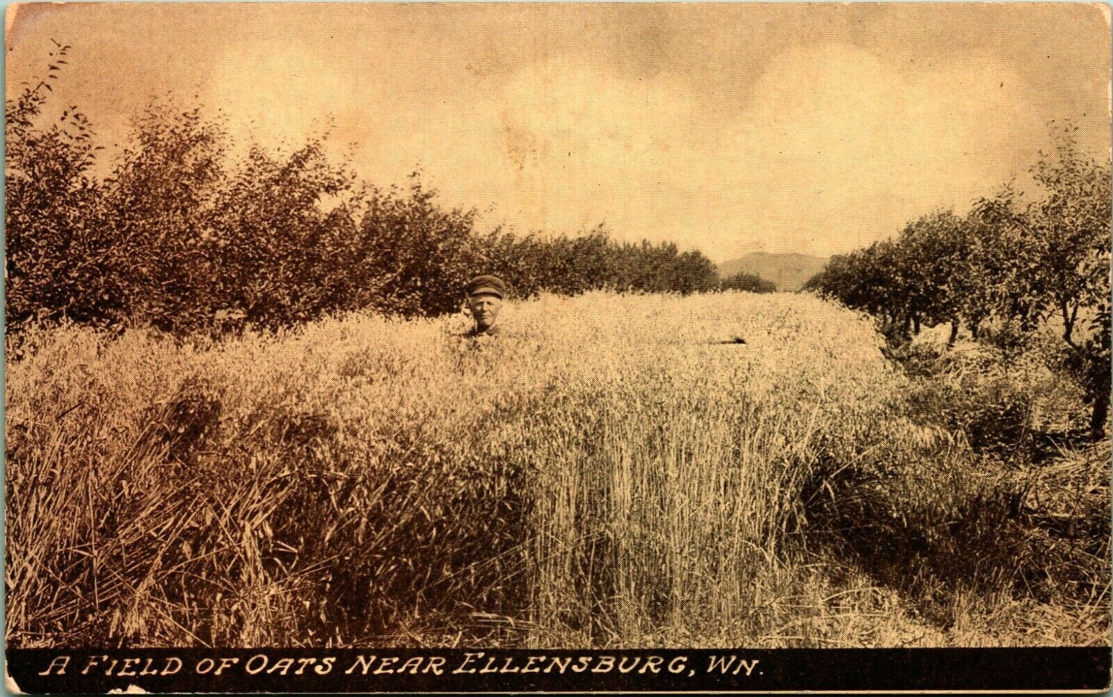 A Field of Oats Near Ellensburg Washington WA UNP Unused 1910s DB Postcard C12