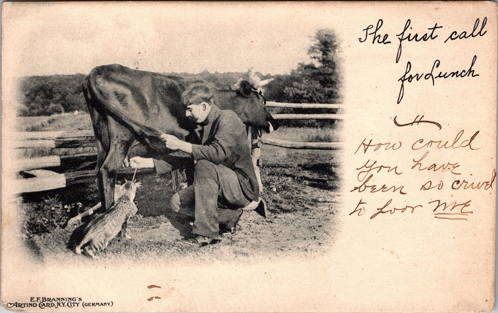 Postcard Man Milking Cow into Mouth of Cat on Farm Ellenville New York 1906 Postcard Man Milking Cow into Mouth of Cat on Farm Ellenville New York 1906