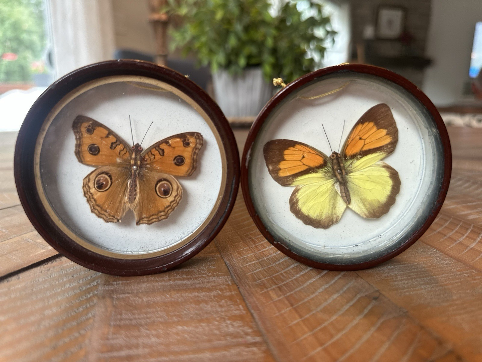 Vintage Enesco Taiwan Real Butterfly Wall Plaques Set Of 2 Shadow Box