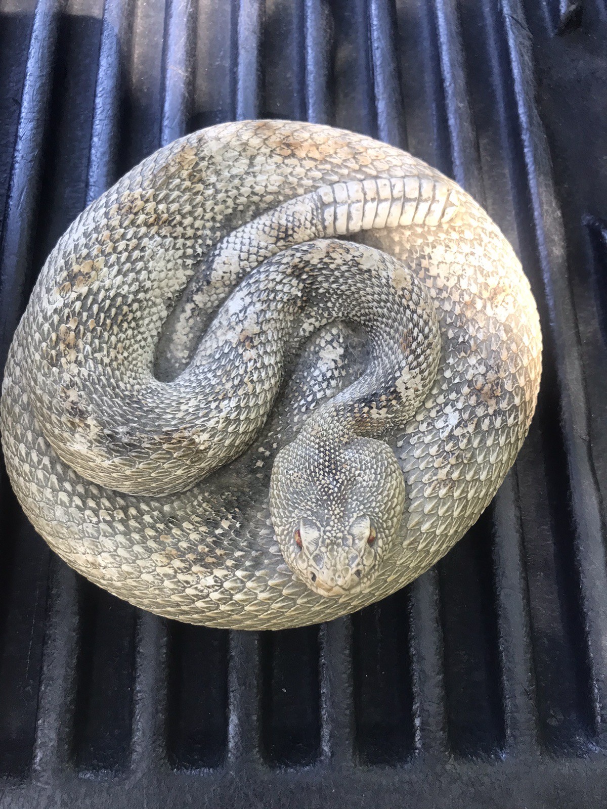 Rare ‘40s Welch novelty Company San Angelo Texas coiled rattlesnake ashtray/dish Rare ‘40s Welch novelty Company San Angelo Texas coiled rattlesnake ashtray/dish