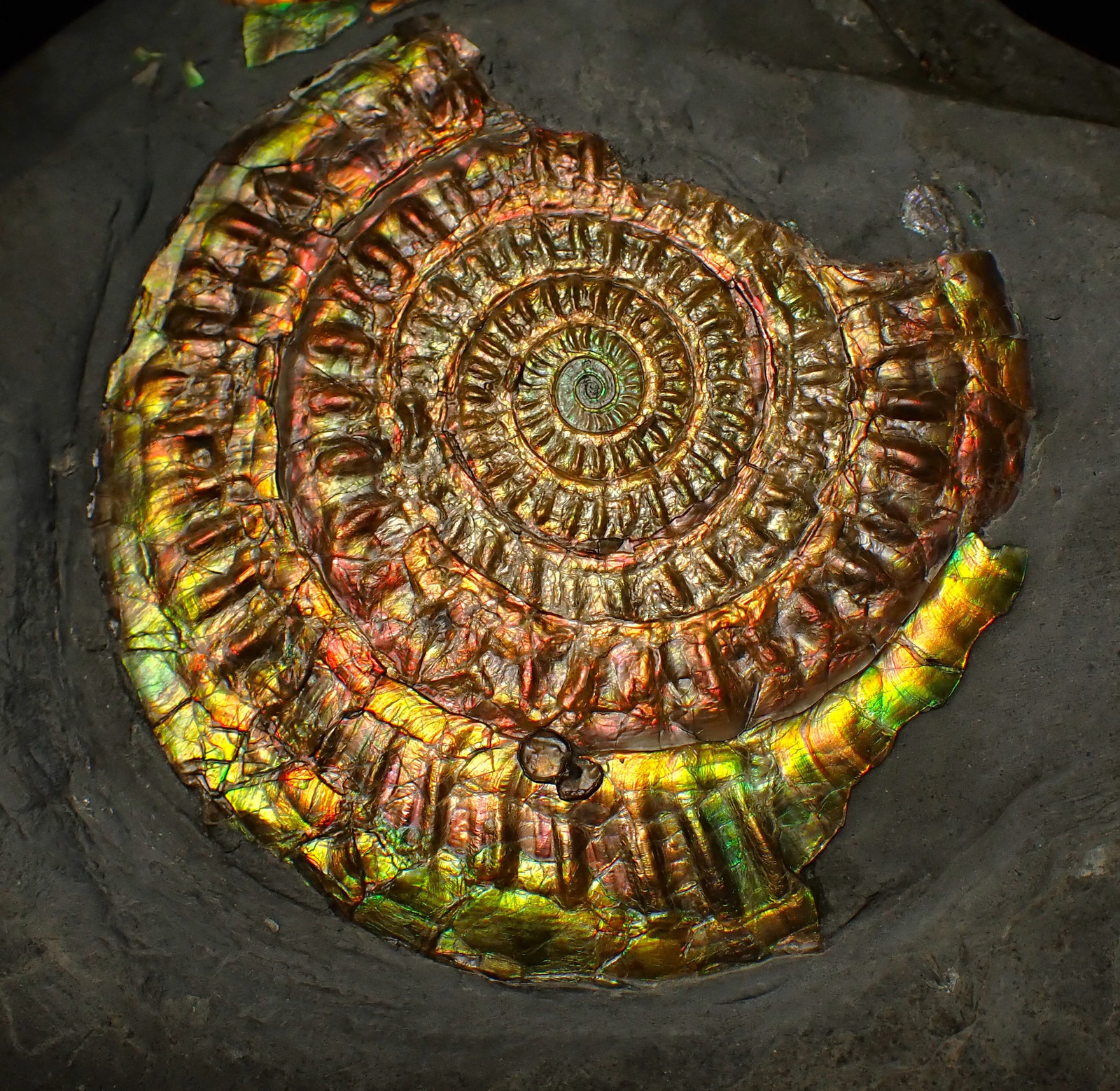 Large rainbow iridescent Caloceras ammonite fossil display piece 93mm ammolite