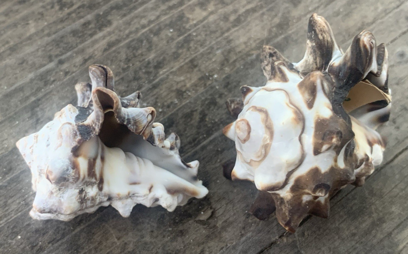 Pacific Vase Vasum Turbinellus Seashells Lot-2 Vintage Estate Natural Specimens