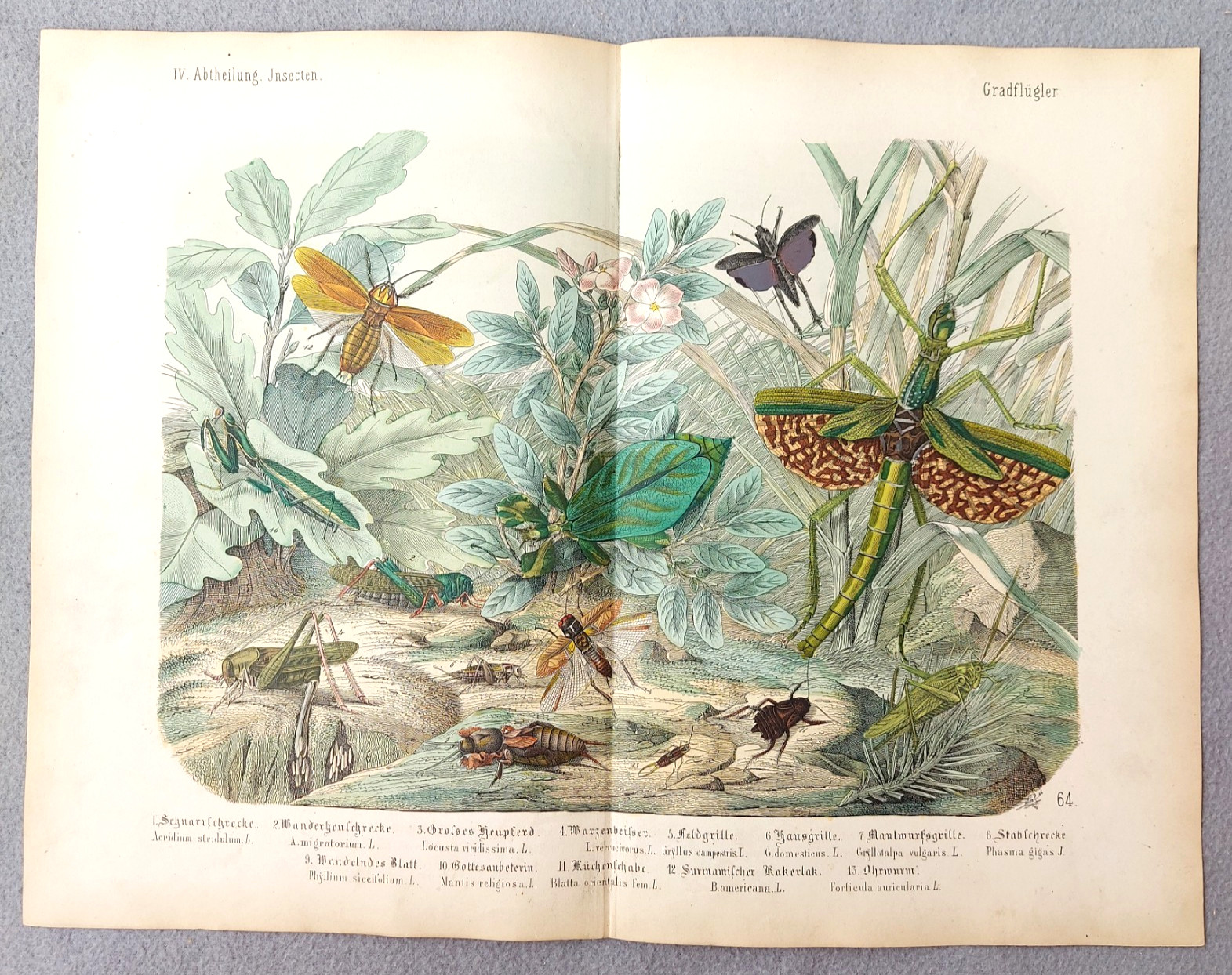 Antique Grasshopper Mantis Insect Lithograph Natural History Art Print c1890