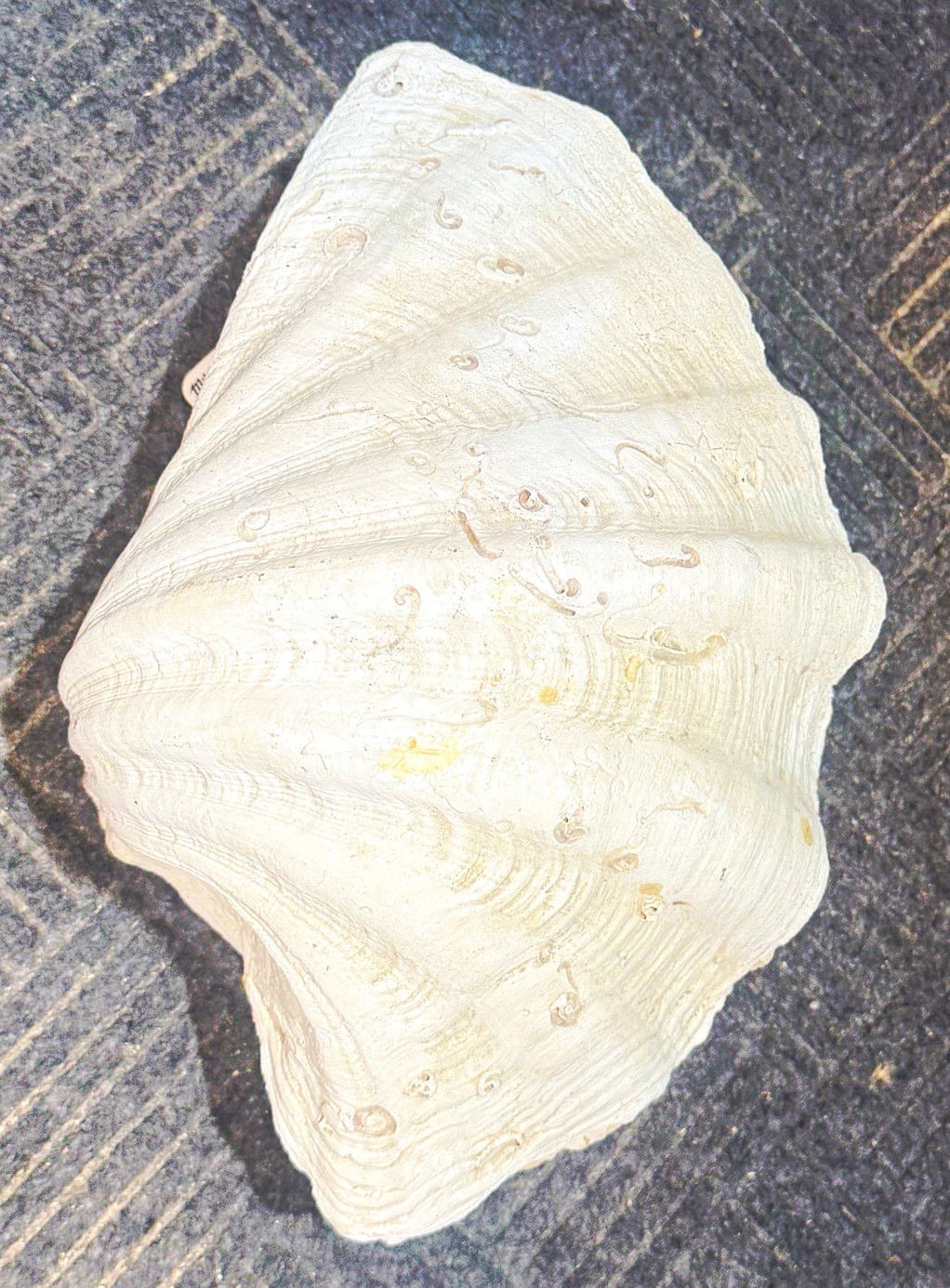 Large White Clam Shell for Decor Display, Approx 14 in Long Seashell