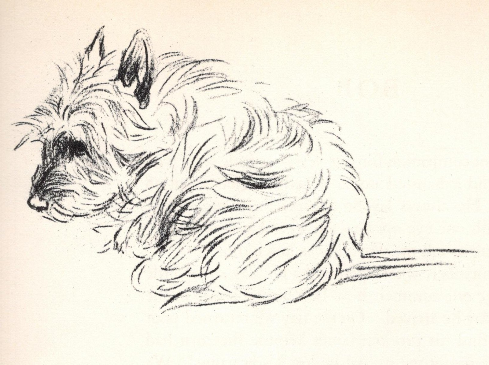 West Highland White Terrier \