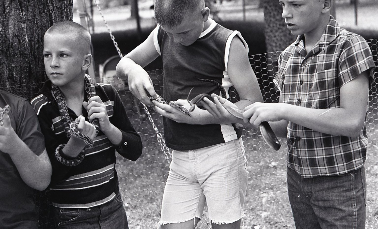 sl47 Negative 1960\'s California  Boys with Snakes Reptiles 268a