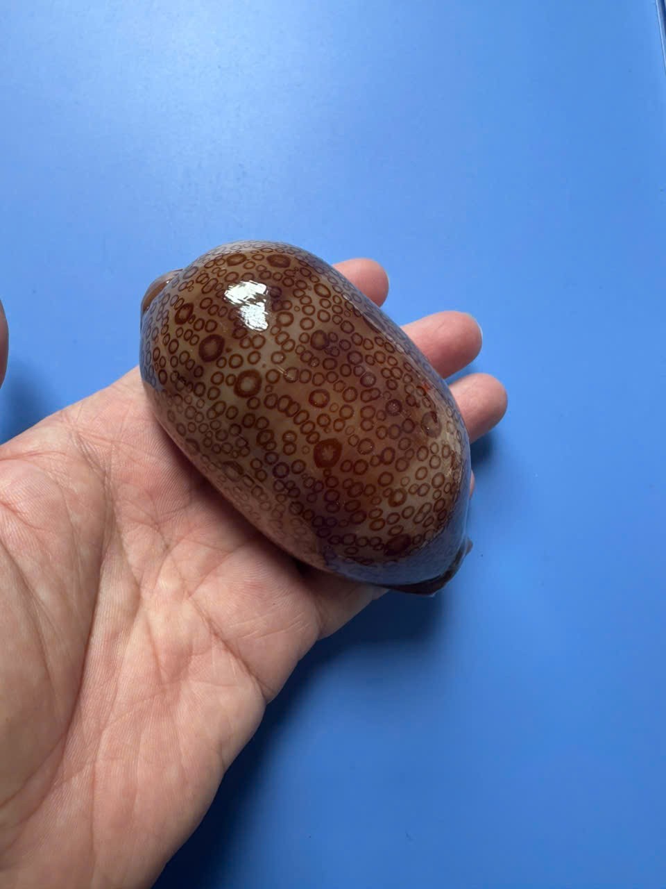 94.1mm | Cypraea Argus| F+++ | TRUE GIANT size |Beautiful shell