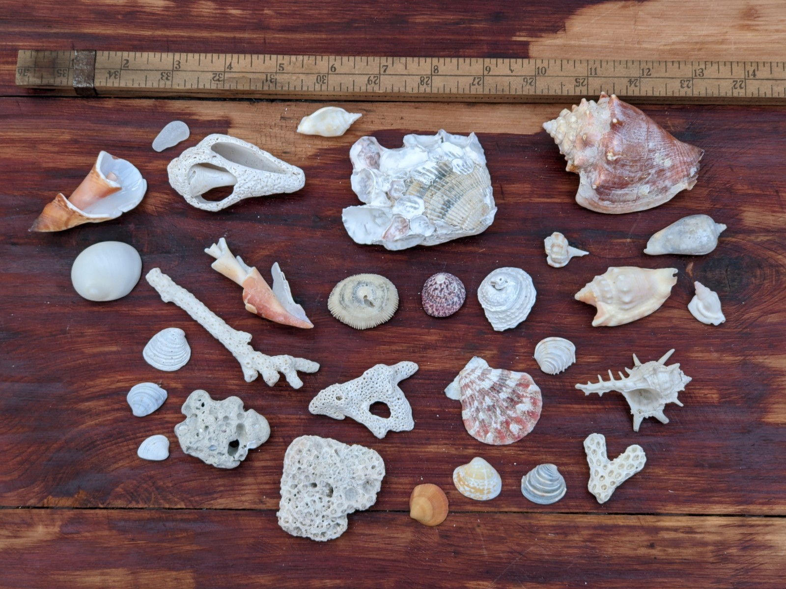 Seashells Lot, 28 Pieces, Medium To Small Size, Interesting Species