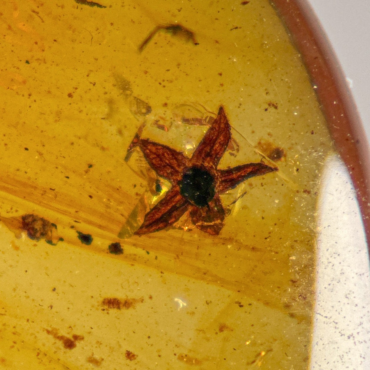 UNUSUAL FLOWER in Burmese / Burmite amber fossil / 100% genuine 