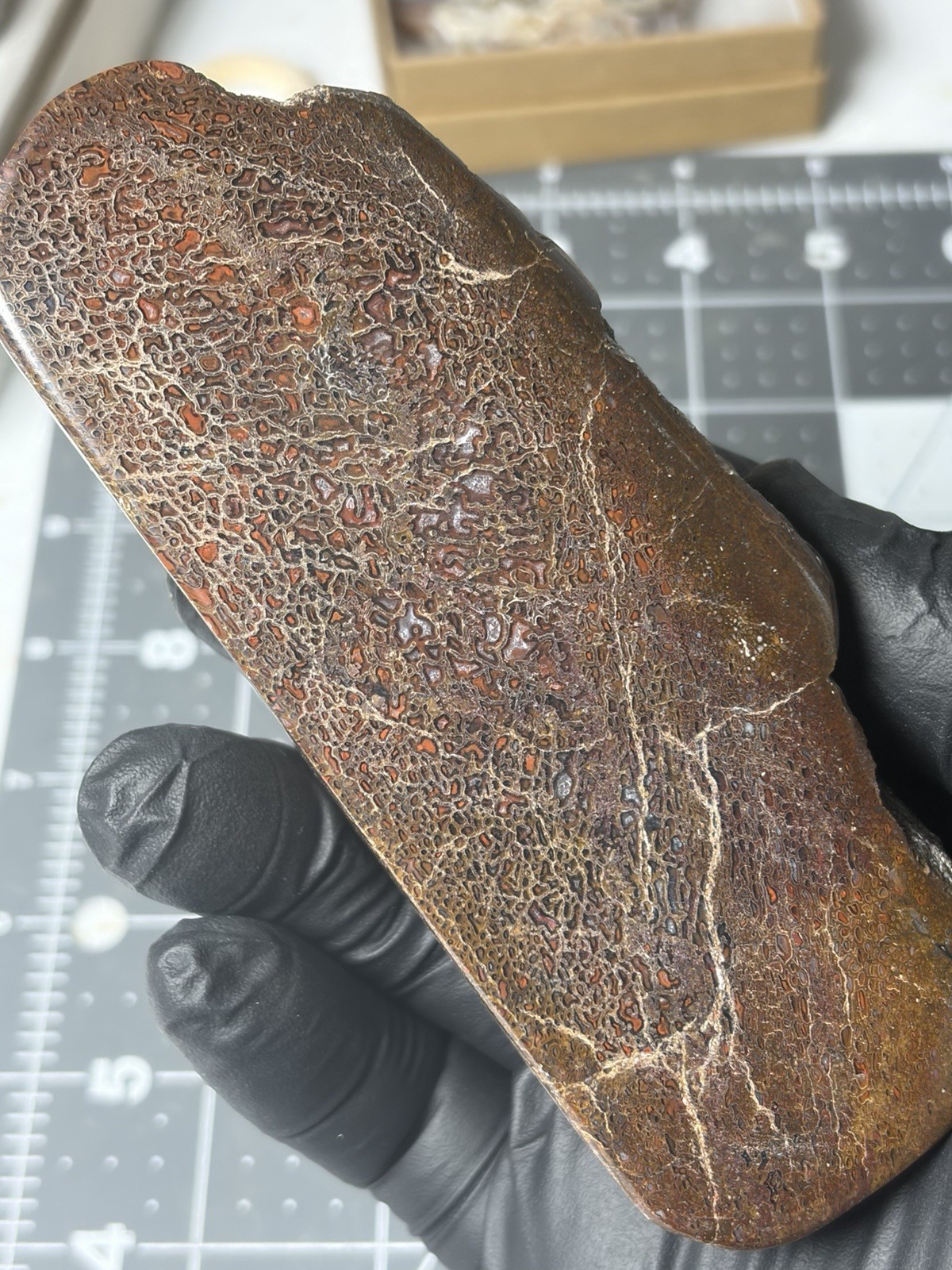 Agatized Dinosaur Gem Bone Polished Specimen Good Cell Structures Free Standing