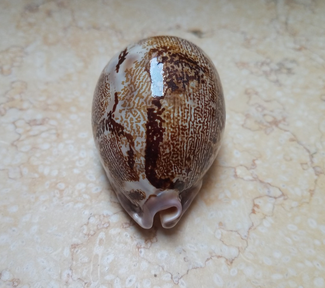 F Cypraea rosea mappa WOW singularis great pattern natural glossy F++++ 78.7mm F Cypraea rosea mappa WOW singularis great pattern natural glossy F++++ 78.7mm