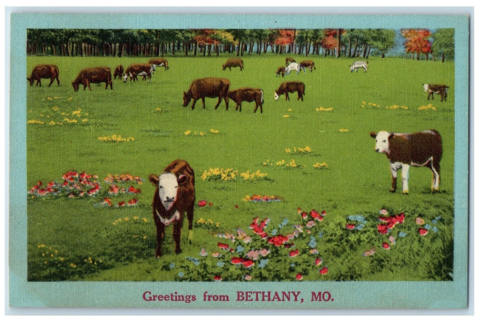c1940\'s Greetings From Bethany Group Of Cows Green Field Missouri MO Postcard
