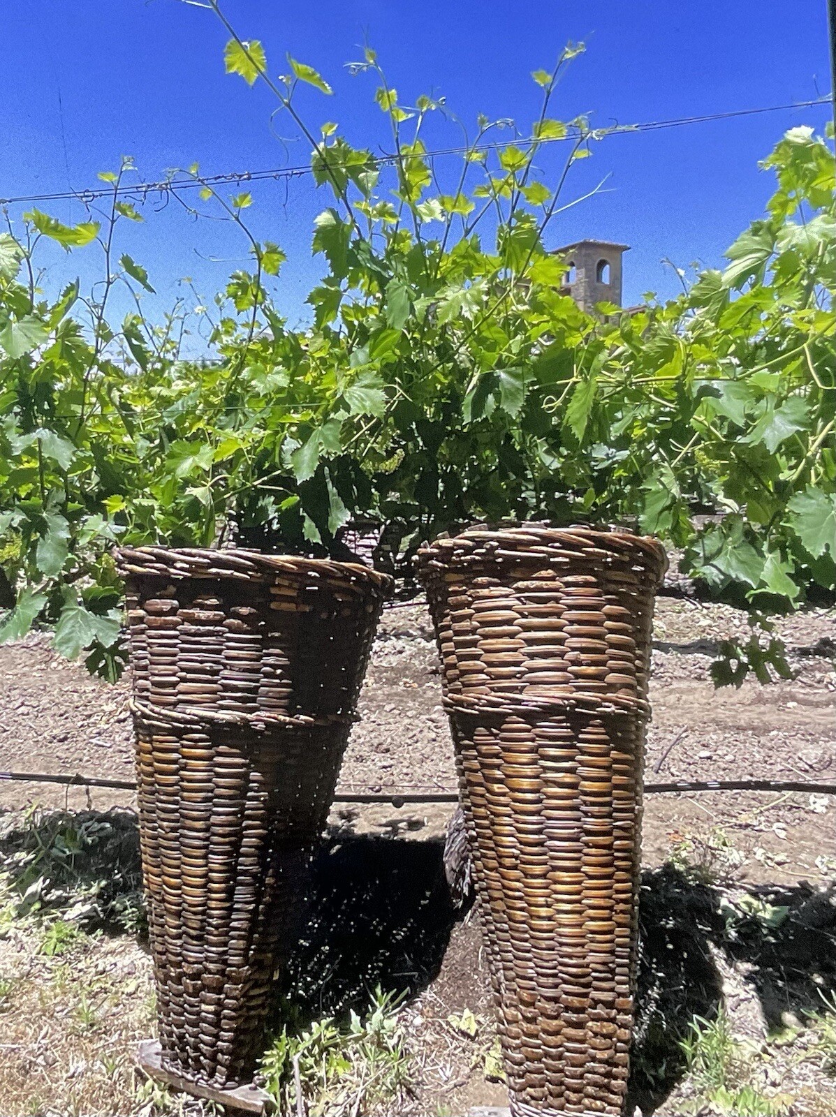 Antique 1850\'s  French Grape Harvesting Baskets  A PAIR Rustic Charm Functional 