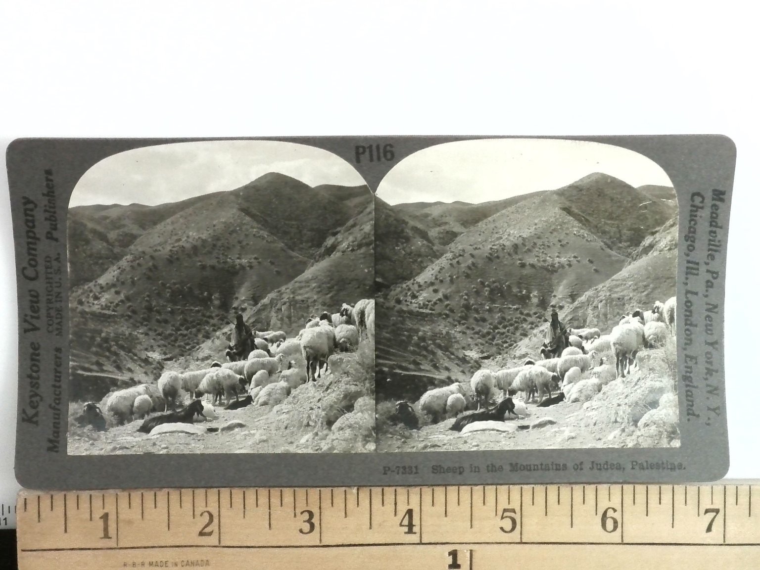 Shepherd & Flock Judea Palestine Stereoview Keystone View Co. 1910s Curved Mount