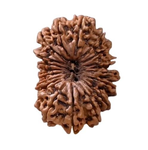 21 Mukhi Rudraksha Original Certified Nepali Big Size 27mm with Capping 21 Face