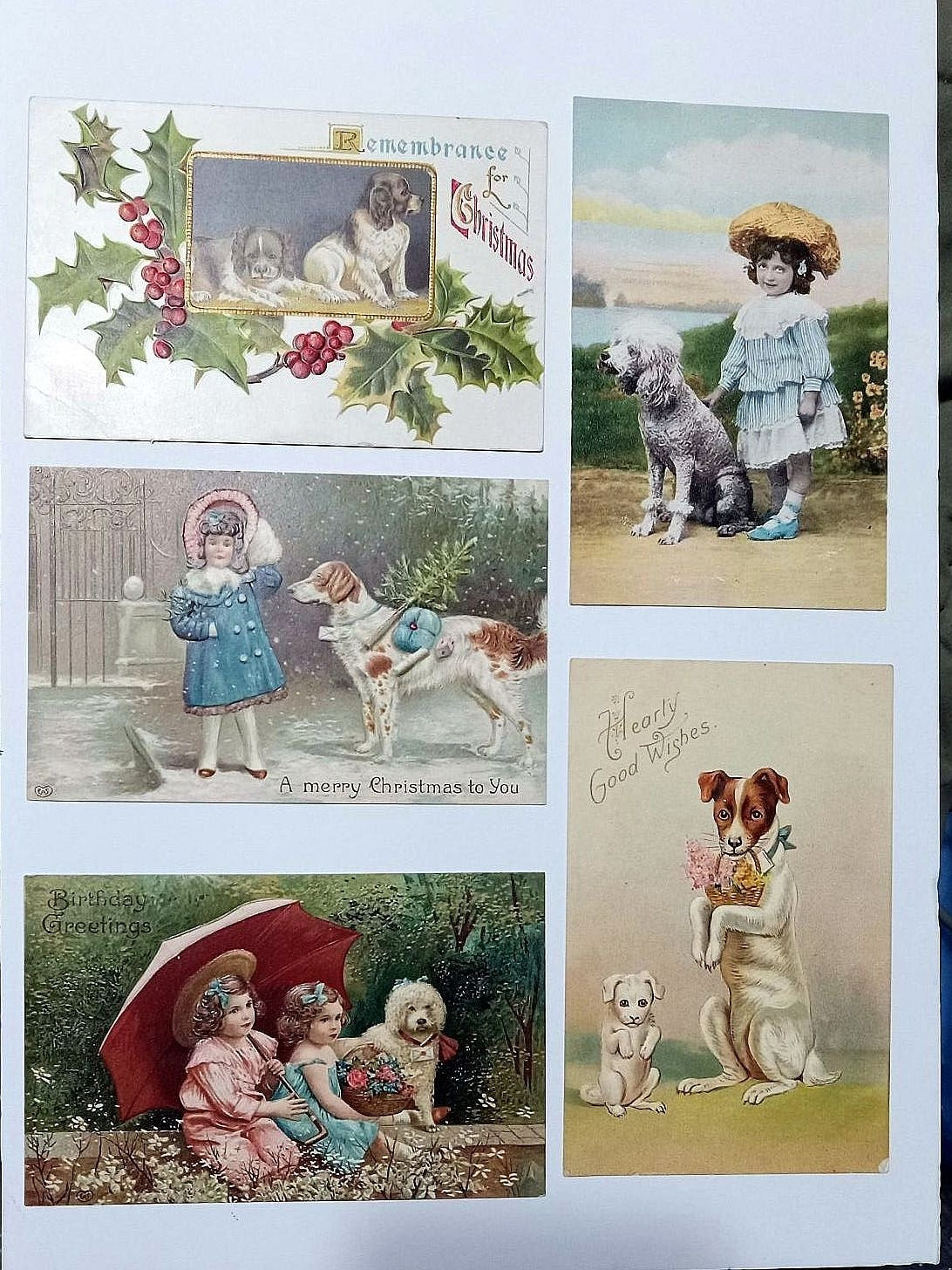 Irish Setter Poodle Great dane Jack Russell 5 Dog Postcards  Excellent Cond.