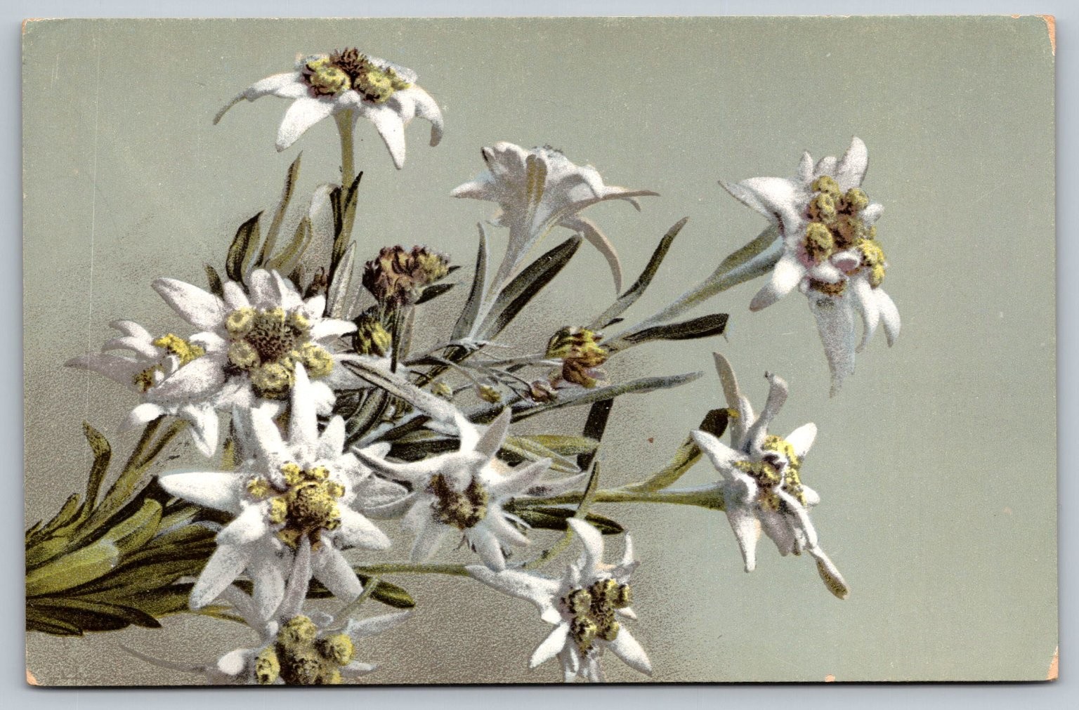 Vintage 1912 Edelweiss Flower Postcard Handwritten Austria Vintage 1912 Edelweiss Flower Postcard Handwritten Austria