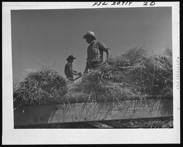 Photo:Malin Oregon 1939 Threshing Wheat Men on Thresher Midsummer Noon