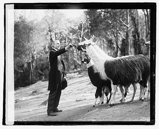 Photo:Senator Reed Smoot Feeding Llamas 1921