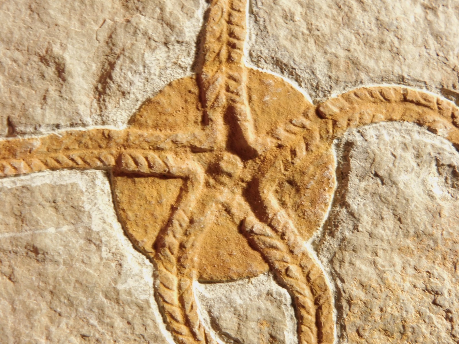 461 Million Year OLD STARFISH Fossil Ordovician Period Morocco 732gr
