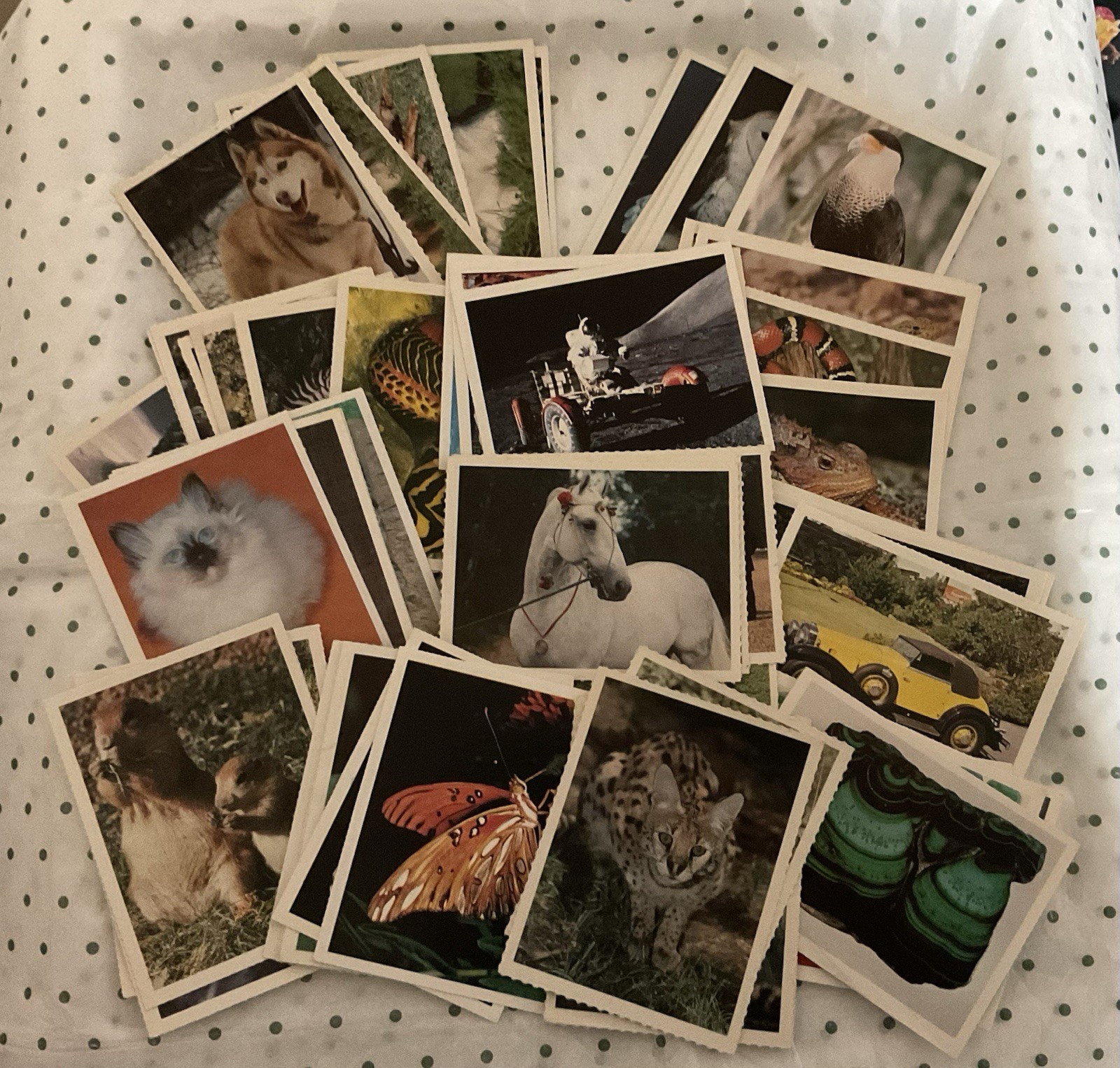 1980’s National Geographic World Trading Cards - Lot Of 62 - Animals & More