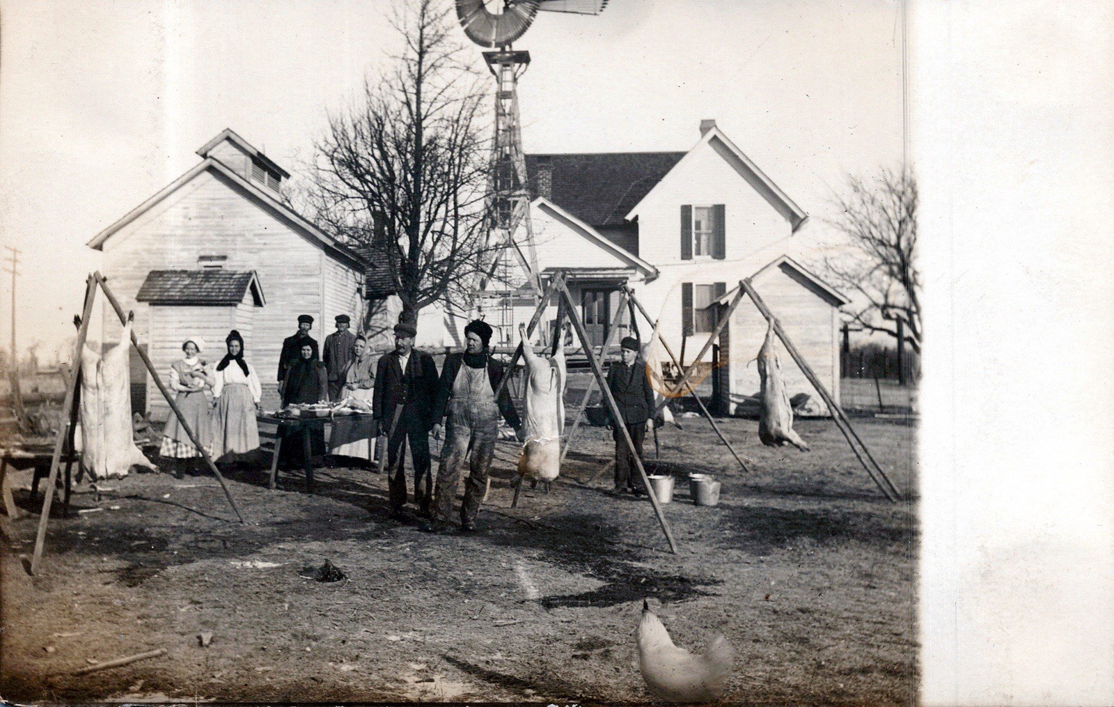 Antique RPPC Farm Butchering Day Hogs Windmill Family Real Photo Postcard