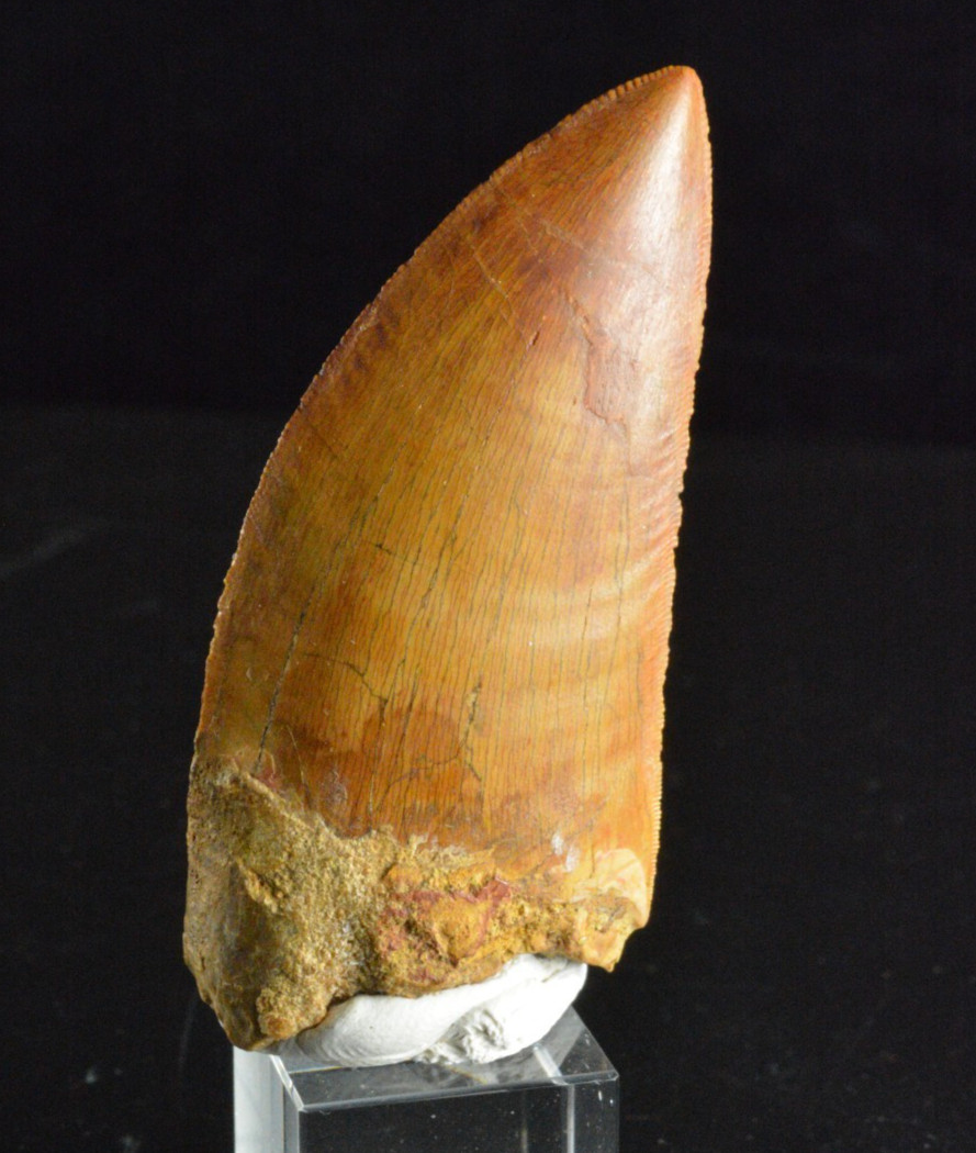 Carcharodontosaurus Dinosaur Tooth, Kem Kem, Morocco, 2.61 Carcharodontosaurus Dinosaur Tooth, Kem Kem, Morocco, 2.61