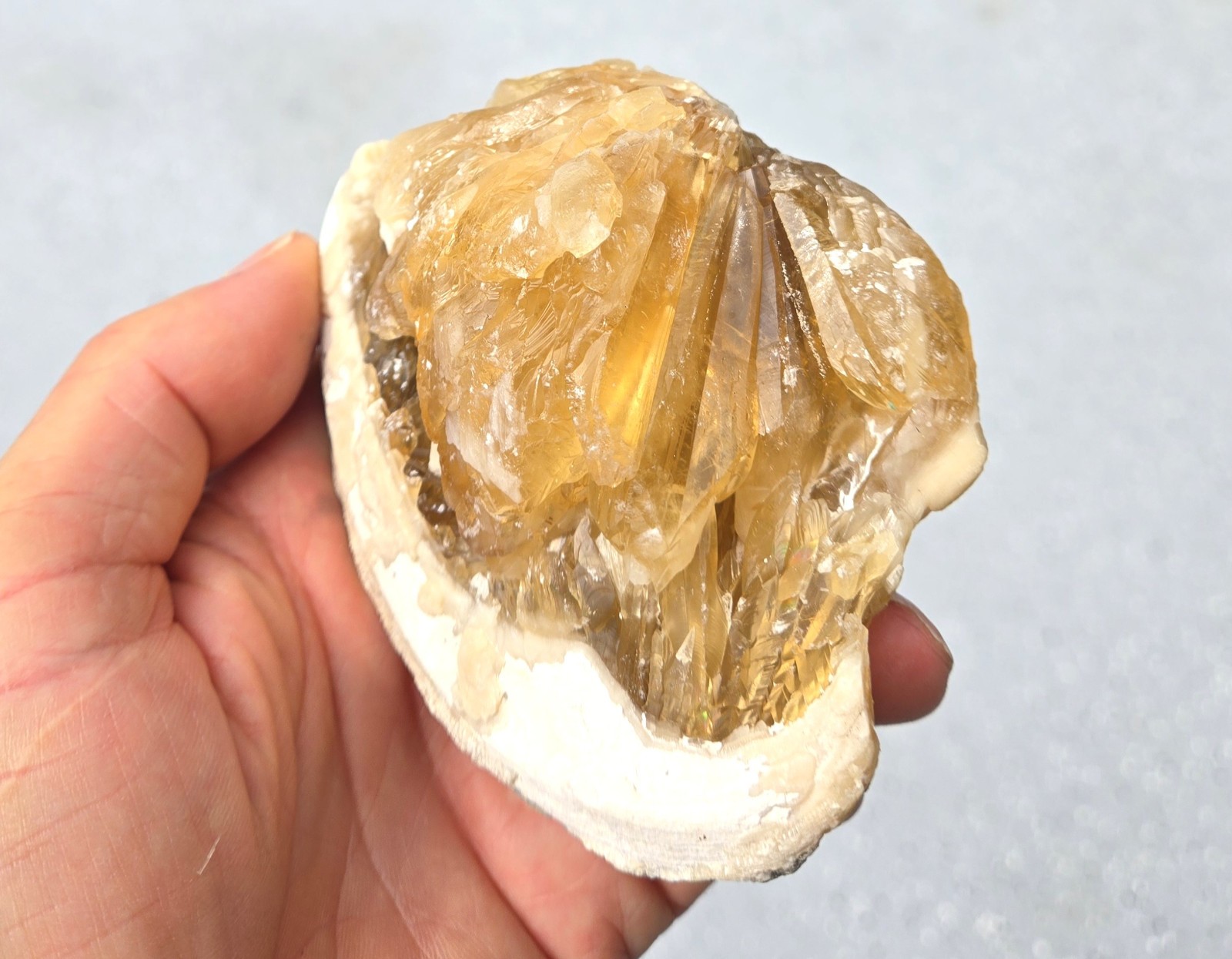 Golden Yellow Calcite Crystals In Clam Shell Fossil, Fluorescent, Fort  Drum Fl.