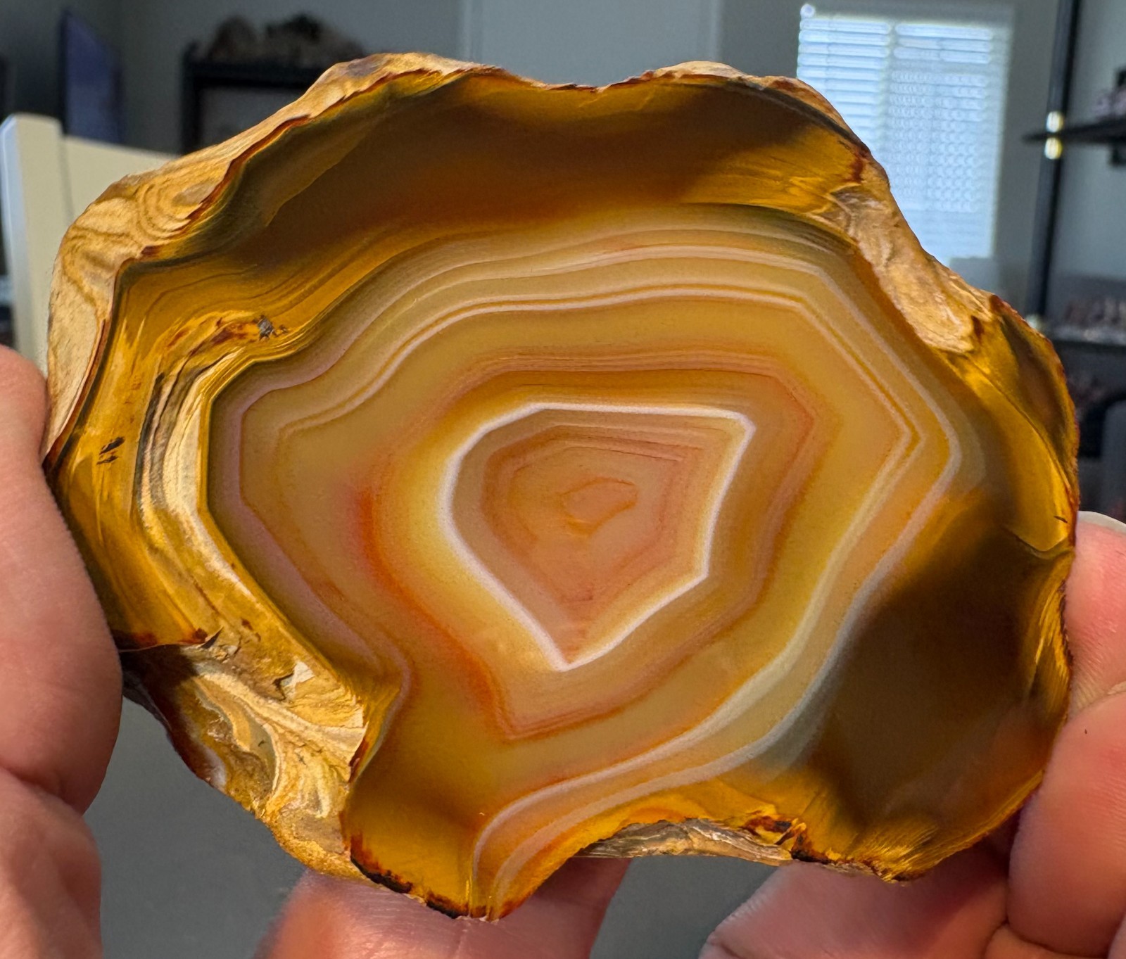 Banded Sumatra Agate Nodule Half • Polished Indonesian Agate - Top Polish