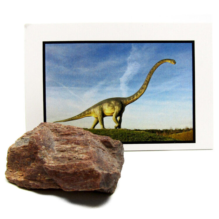 Sauropod dinosaur bone authentic fossil specimen 155 million years old