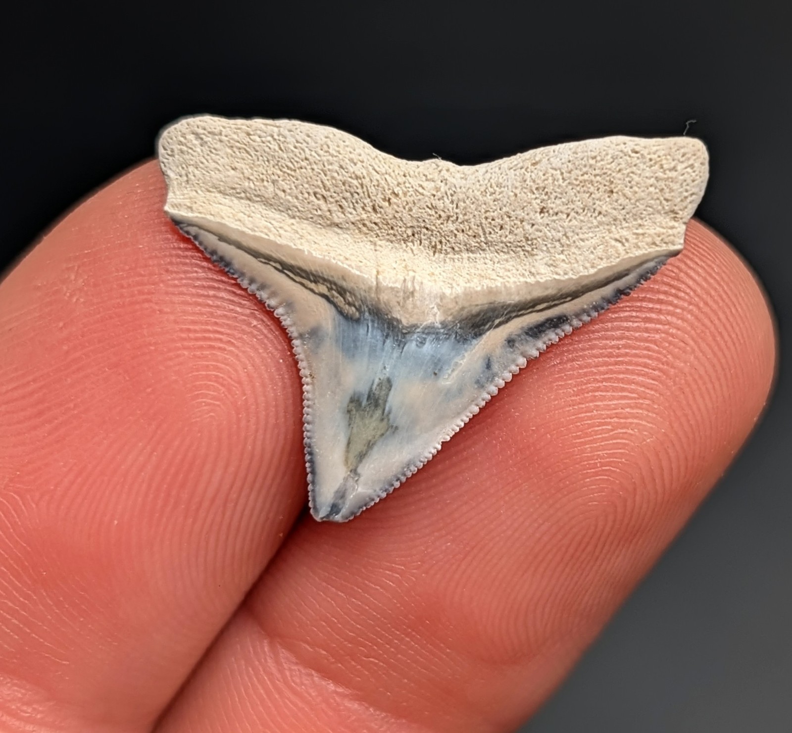 Gorgeous Patterned Bull Shark Tooth From BV Florida Megalodon Era 100% Natural Gorgeous Patterned Bull Shark Tooth From BV Florida Megalodon Era 100% Natural