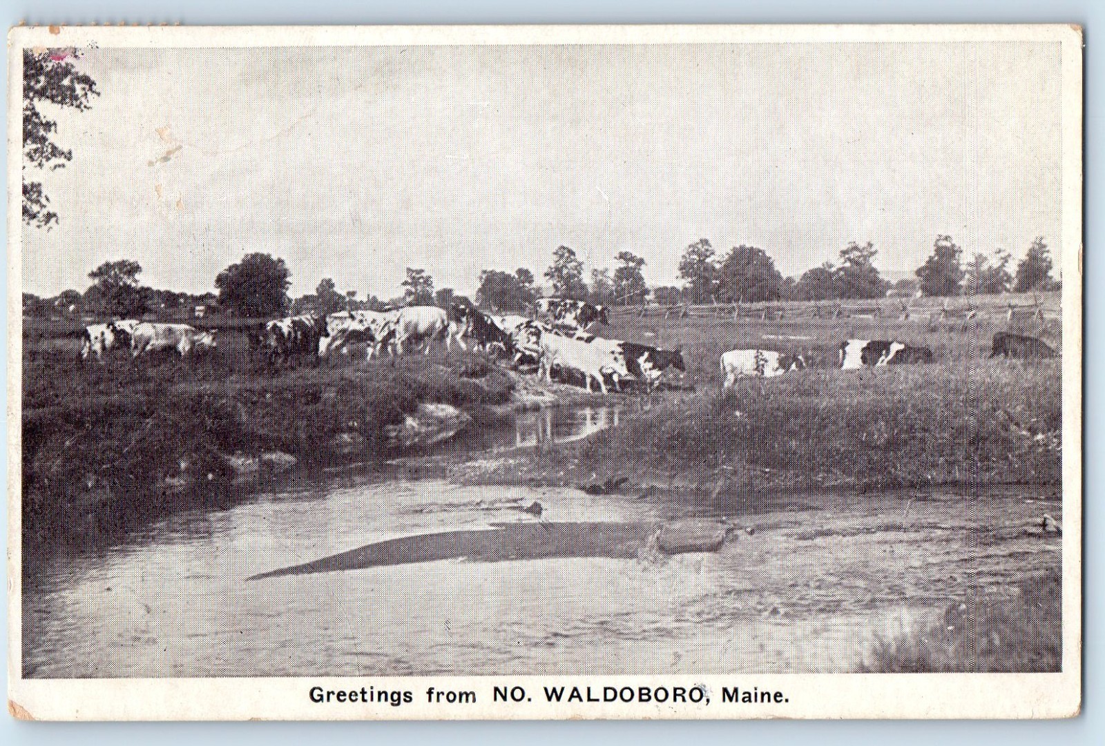 1925 Waldoboro Maine ME Vintage Postcard Greetings No. Cow Herd Field Posted