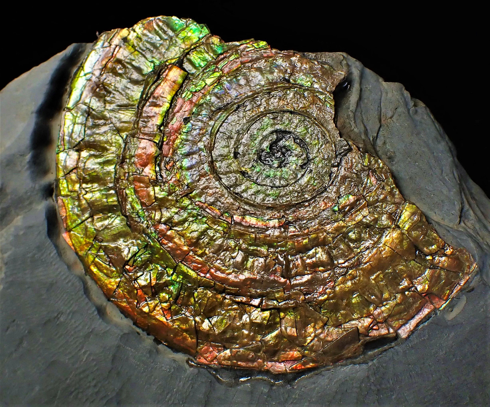 Large multi-coloured iridescent Caloceras display ammonite fossil ammolite UK