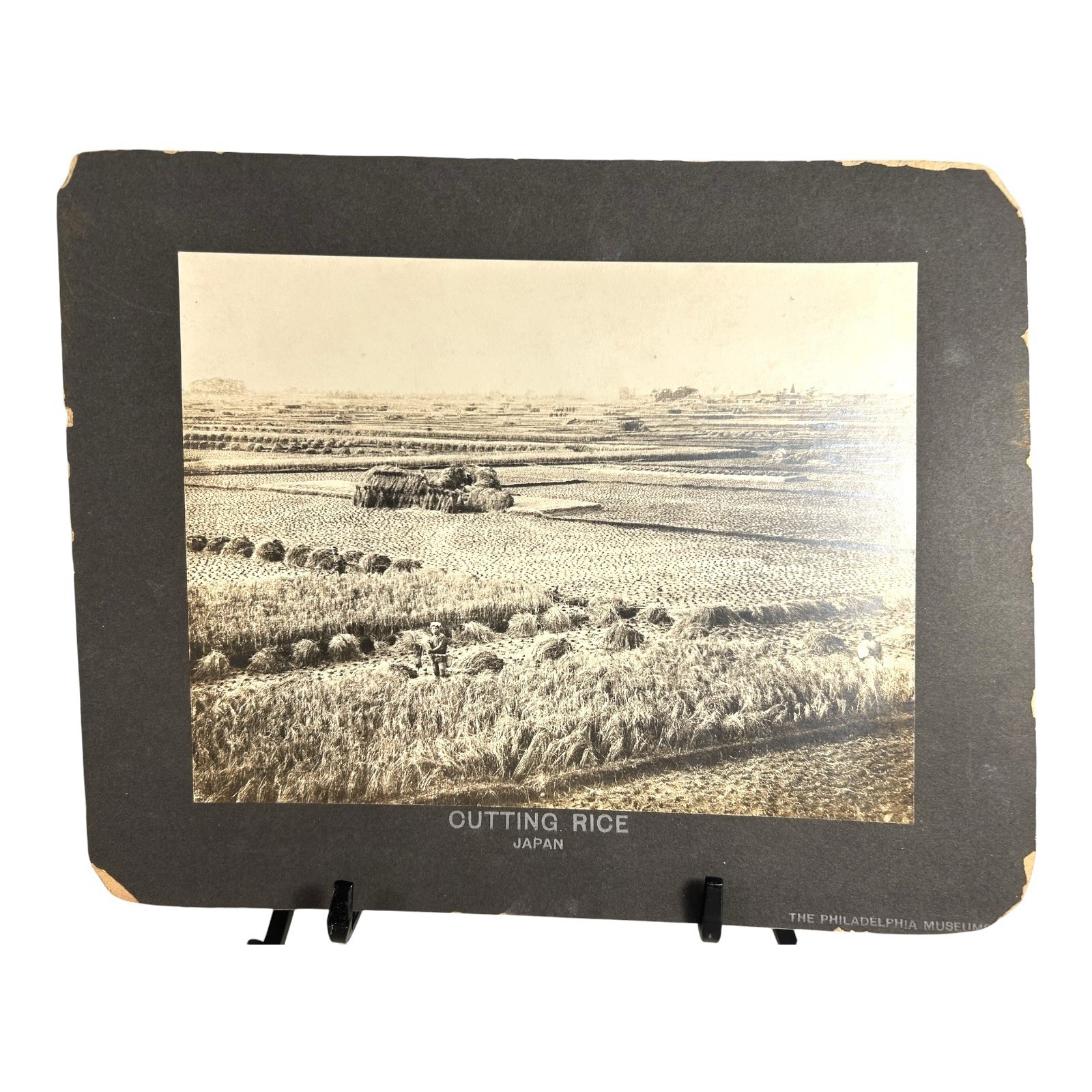 Antique Large Cabinet Card Early Photograph Cutting Rice Owned by Mike Wolfe Antique Large Cabinet Card Early Photograph Cutting Rice Owned by Mike Wolfe
