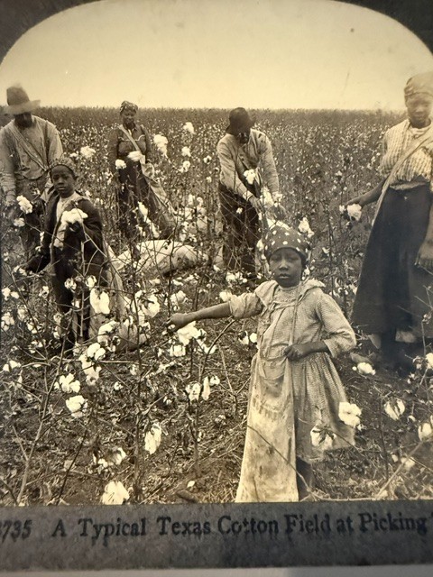 3 Antique Cotton Picking Stereoviews Black Americana Keystone Littleton c1900