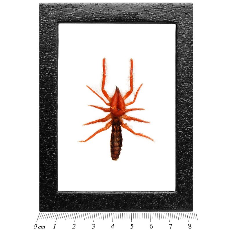 Dinorhax rostrumpsittaci giant red camel spider Vietnam FRAMED